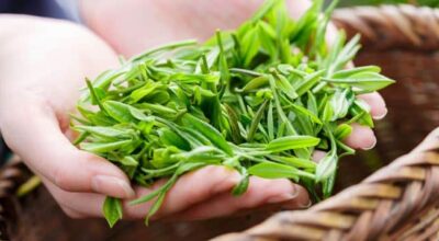 Biologische thee: wat moet je weten