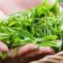 productiemethode chinese groene thee en japanse groene thee